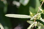 Shrubby St. Johnswort